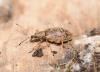 Phyllobius glaucus